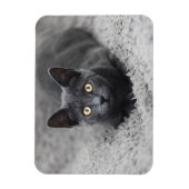 Kutest Baby Animals | Grijze katten Magneet (Verticaal)