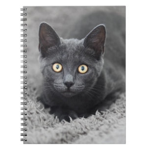 Kutest Baby Animals Grijze katten Notitieboek