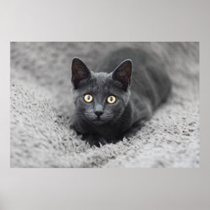 Kutest Baby Animals   Grijze katten Poster