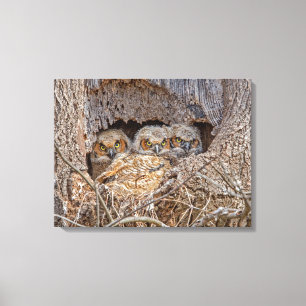 Kutest Baby Animals Grote kuikens van paarden Canvas Afdruk
