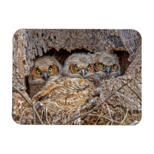 Kutest Baby Animals Grote kuikens van paarden Magneet