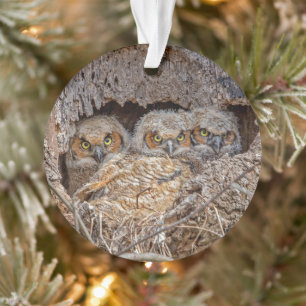 Kutest Baby Animals Grote kuikens van paarden Ornament