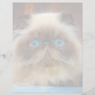 Kutest Baby Animals Himalayan Cat