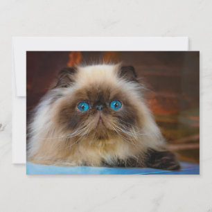 Kutest Baby Animals Himalayan Cat Bedankkaart