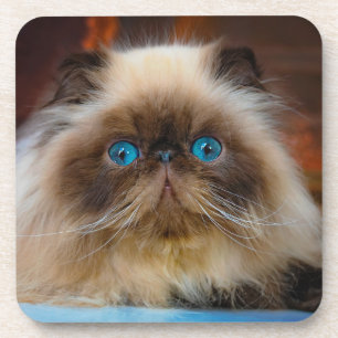 Kutest Baby Animals Himalayan Cat Bier Onderzetter
