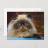 Kutest Baby Animals | Himalayan Cat Briefkaart (Voorkant / Achterkant)