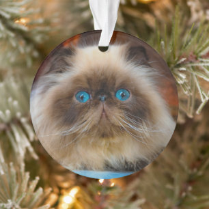 Kutest Baby Animals   Himalayan Cat Ornament