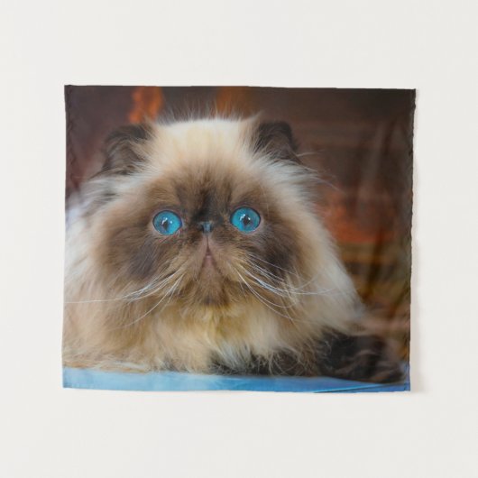 Kutest Baby Animals | Himalayan Cat Wandkleed (Voorkant (horizontaal))