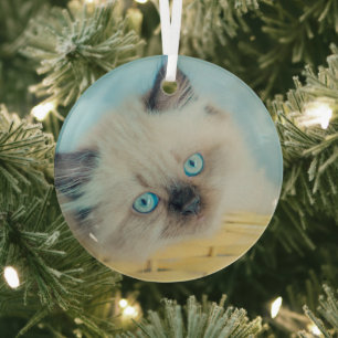 Kutest Baby Animals   Himalayan Seal Point Cat Glas Ornament
