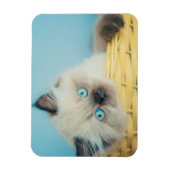 Kutest Baby Animals | Himalayan Seal Point Cat Magneet (Verticaal)