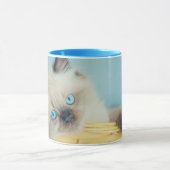 Kutest Baby Animals | Himalayan Seal Point Cat Mok (Midden)