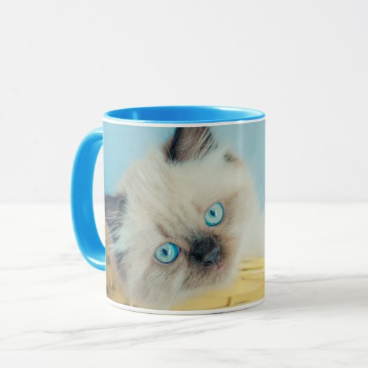 Kutest Baby Animals | Himalayan Seal Point Cat Mok (Voorkant links)