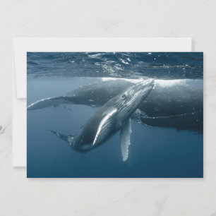 Kutest Baby Animals   Humpback Whale Calf Bedankkaart