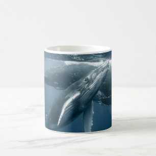 Kutest Baby Animals   Humpback Whale Calf Koffiemok