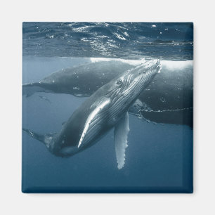 Kutest Baby Animals   Humpback Whale Calf Magneet