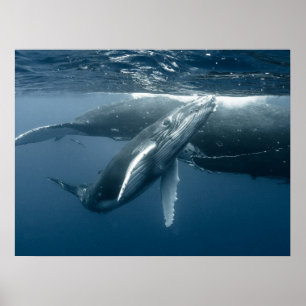 Kutest Baby Animals Humpback Whale Calf Poster