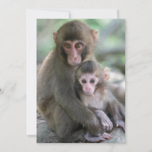 Kutest Baby Animals Japanse apen Bedankkaart