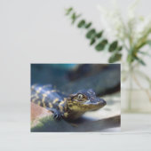 Kutest Baby Animals | Jonge Alligator Briefkaart (Staand voorkant)