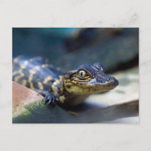 Kutest Baby Animals Jonge Alligator Briefkaart