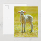 Kutest Baby Animals | Jonge schapen Briefkaart (Voorkant / Achterkant)