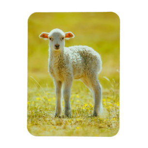 Kutest Baby Animals Jonge schapen Magneet