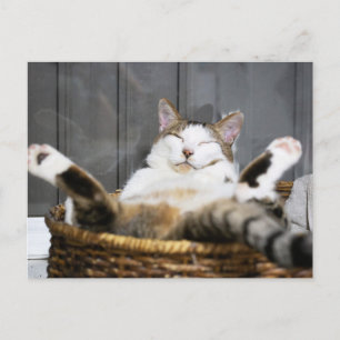 Kutest Baby Animals   Kat in bed Briefkaart