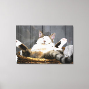 Kutest Baby Animals Kat in bed Canvas Afdruk