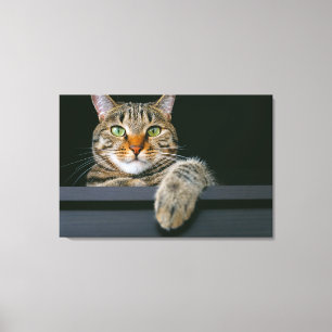 Kutest Baby Animals   Kat met grijze tabletten Canvas Afdruk