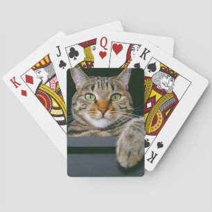 Kutest Baby Animals   Kat met grijze tabletten Pokerkaarten