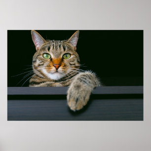 Kutest Baby Animals Kat met grijze tabletten Poster