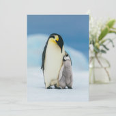 Kutest Baby Animals | keizer Penguin Chick Bedankkaart (Staand voorkant)