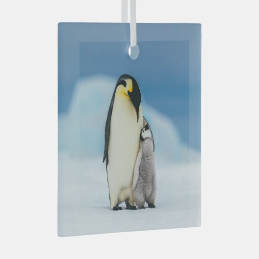 Kutest Baby Animals | keizer Penguin Chick Glas Ornament (Voorkant Rechts)