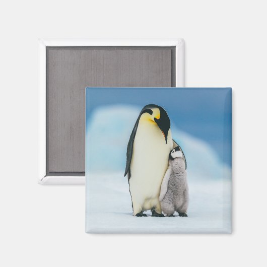 Kutest Baby Animals | keizer Penguin Chick Magneet (Voorkant / Achterkant)