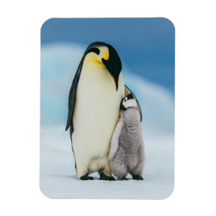Kutest Baby Animals   keizer Penguin Chick Magneet