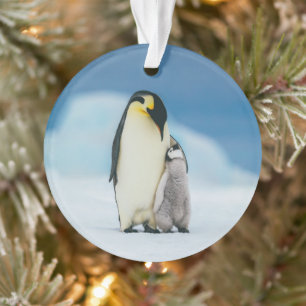 Kutest Baby Animals   keizer Penguin Chick Ornament