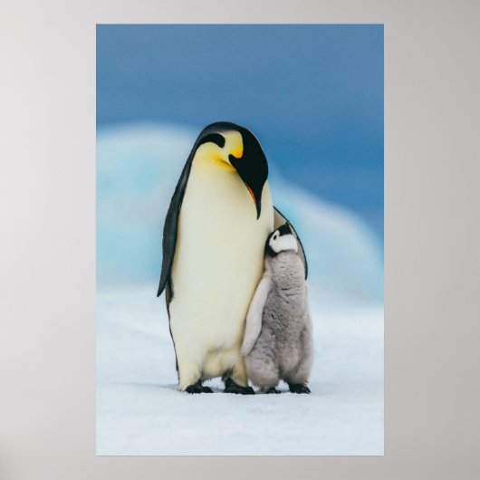 Kutest Baby Animals | keizer Penguin Chick Poster (Voorkant)