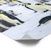 Kutest Baby Animals | keizer Penguin Colony Poster (Hoek)