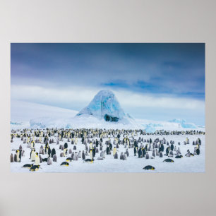 Kutest Baby Animals   keizer Penguin Colony Poster