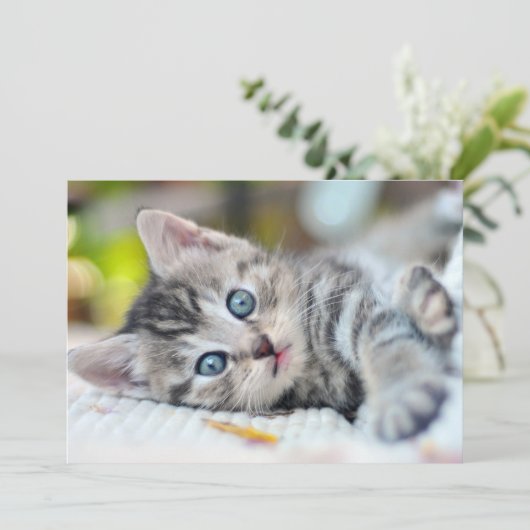 Kutest Baby Animals | Keuken met blauwe ogen Bedankkaart (Staand voorkant)