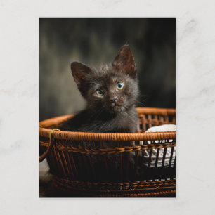 Kutest Baby Animals Keuten in mandje Briefkaart