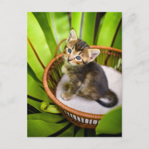 Kutest Baby Animals   Keuten in mandje Briefkaart
