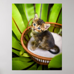 Kutest Baby Animals   Keuten in mandje Poster