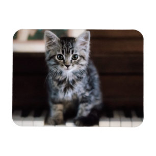 Kutest Baby Animals Keuten op pianoketoestel Magneet
