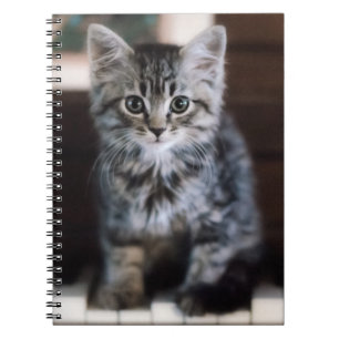 Kutest Baby Animals   Keuten op pianoketoestel Notitieboek