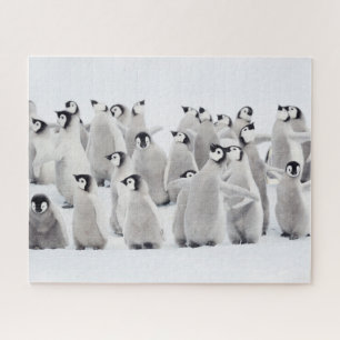 Kutest Baby Animals   Kippen van keizer Penguin Legpuzzel