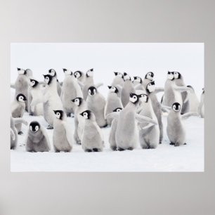 Kutest Baby Animals   Kippen van keizer Penguin Poster