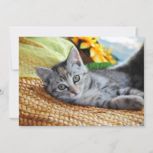 Kutest Baby Animals Kitten Lounging Bedankkaart