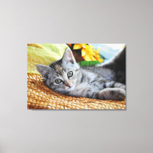 Kutest Baby Animals Kitten Lounging Canvas Afdruk
