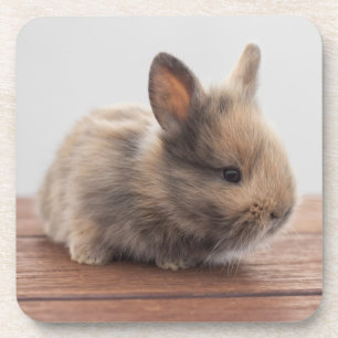Kutest Baby Animals   Kleine Baby Bunny Bier Onderzetter