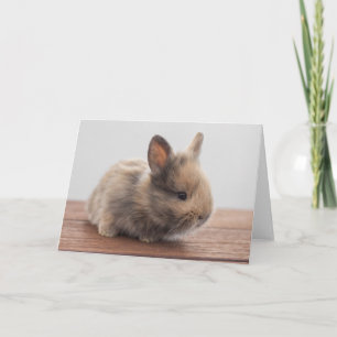 Kutest Baby Animals Kleine Baby Bunny Kaart